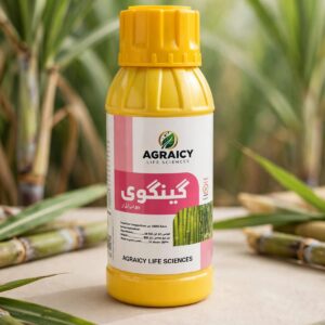GANGWE 55%