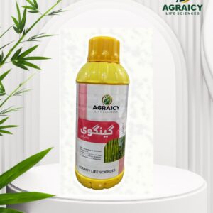 GANGWE 55%